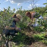 The Mountain School of Milton Academy Photo #16 - Farm Day brings the entire community together for a full day of hands-on work in the fields, barns, and gardens. It's an invitation to get dirty, work hard, and take pride in shared effort.