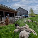 The Mountain School of Milton Academy Photo #7 - Each spring, students experience lambing season firsthand, helping care for newborn lambs and learning about the cycle of life on the farm.